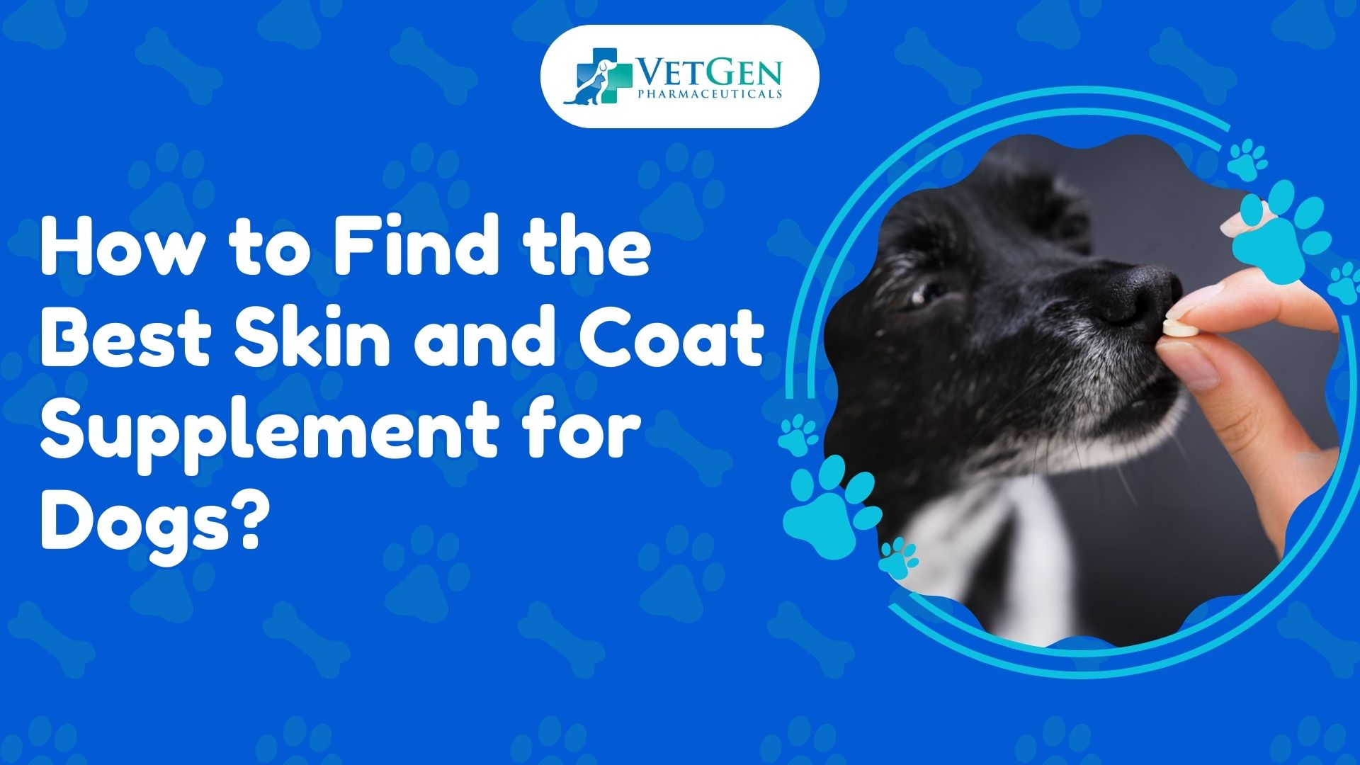 How to Find the Best Skin and Coat Supplement for Dogs