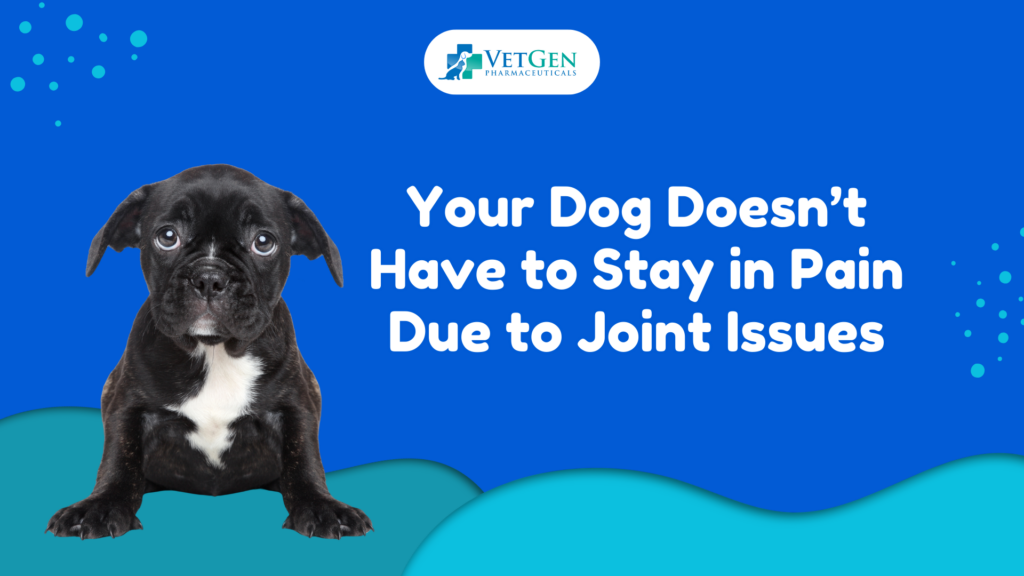 Your Dog Doesn’t Have to Stay in Pain Due to Joint Issues