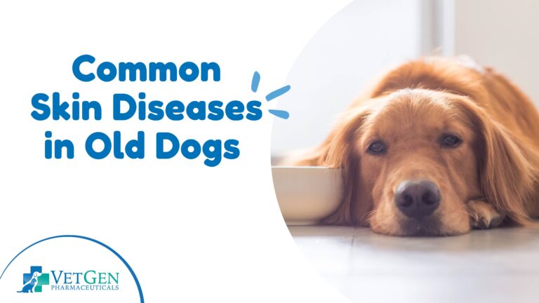 Common Skin Diseases in Old Dogs – Infographic