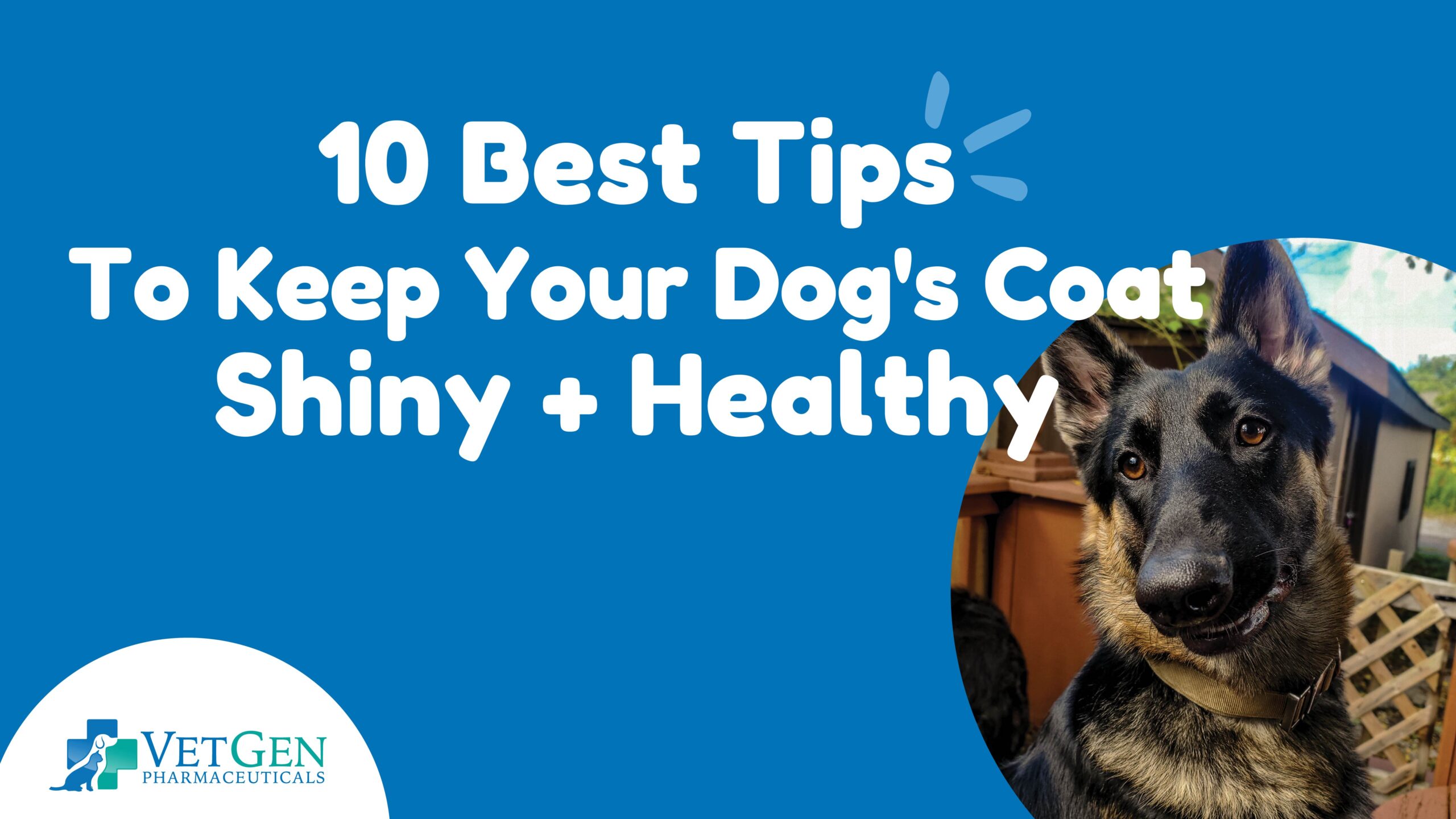 B_10 Best Tips to Keep Your Dog’s Coat Shiny and Healthy