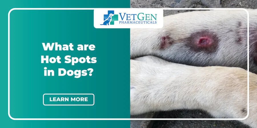 What are Hot Spots in Dogs_
