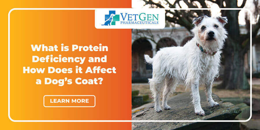 What is Protein Deficiency - How Does it Affect a Dog’s Coat