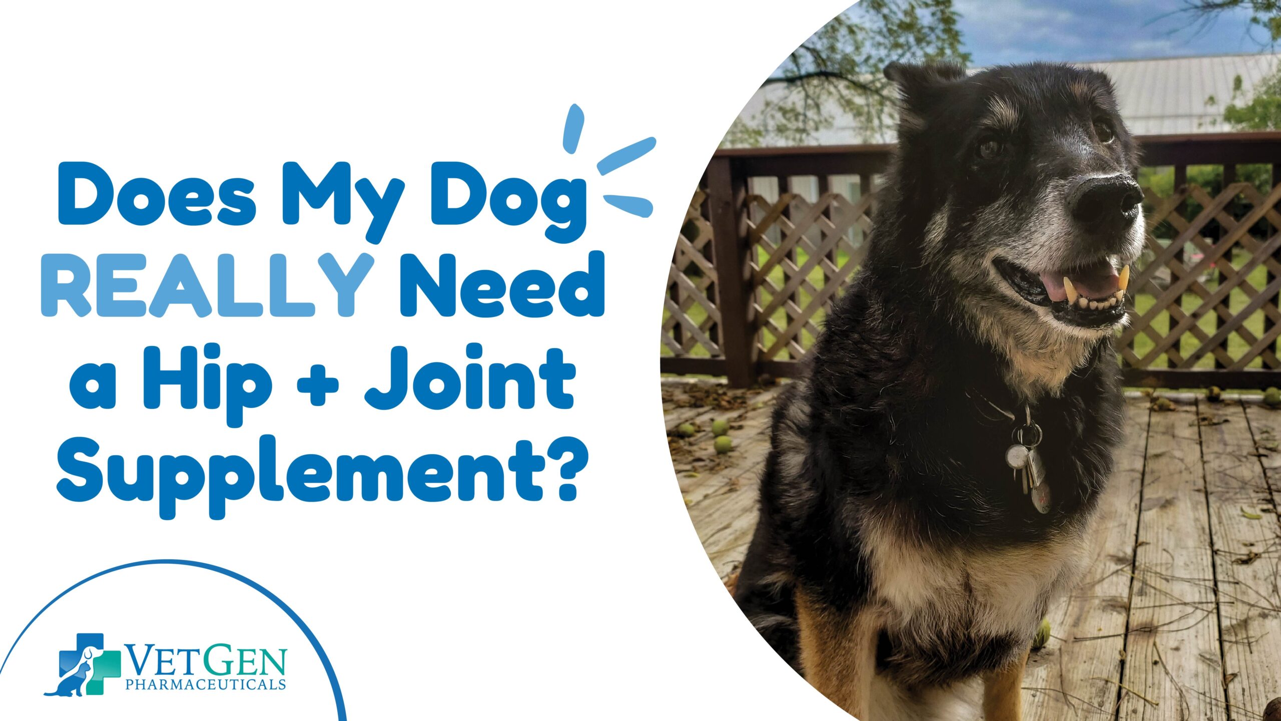 Does My Dog Really Need A Hip + Joint Supplement
