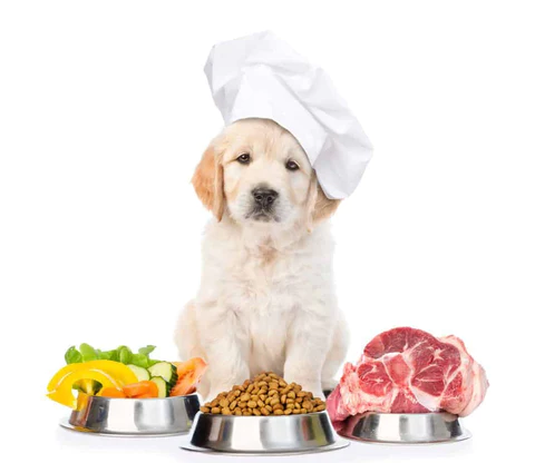 Feed Them Healthy Dog Foods