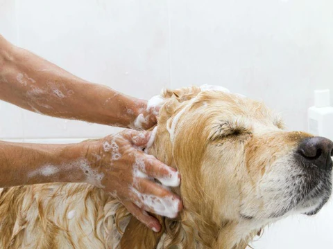 Groom your Dog Regularly - Bathing