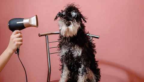 Groom your Dog Regularly - Drying