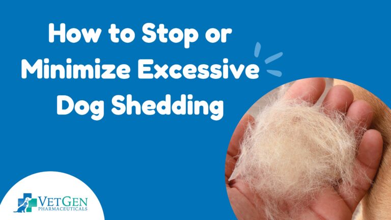 How To Stop Or Minimize Excessive Dog Shedding