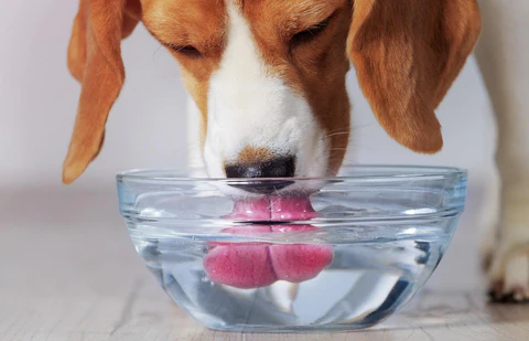 Hydrate your Dog Sufficiently