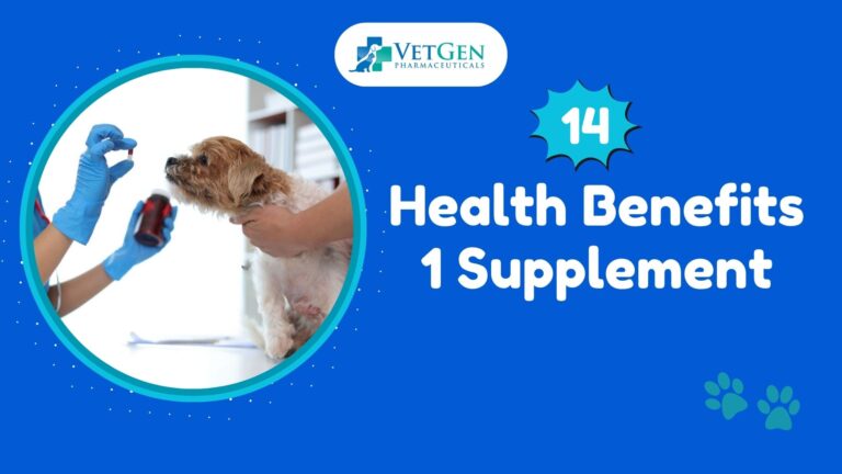 Dog Nutrition For A Healthy Coat