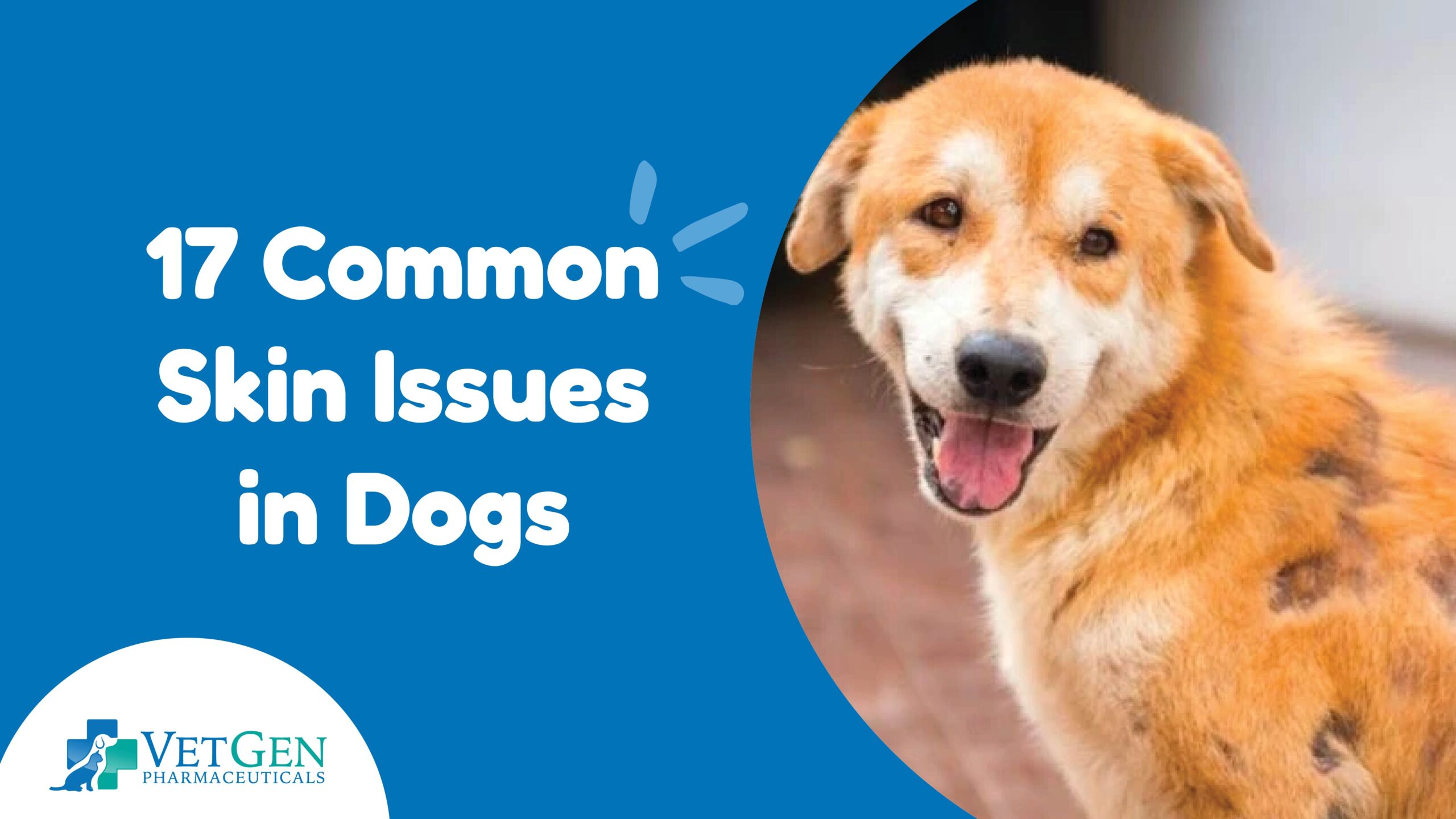 17 Common Skin Issues In Dogs