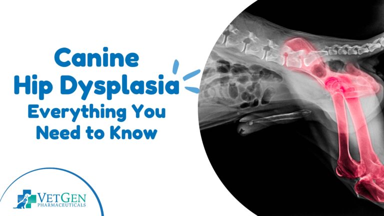 B_Canine Hip Dysplasia – Everything You Need to Know