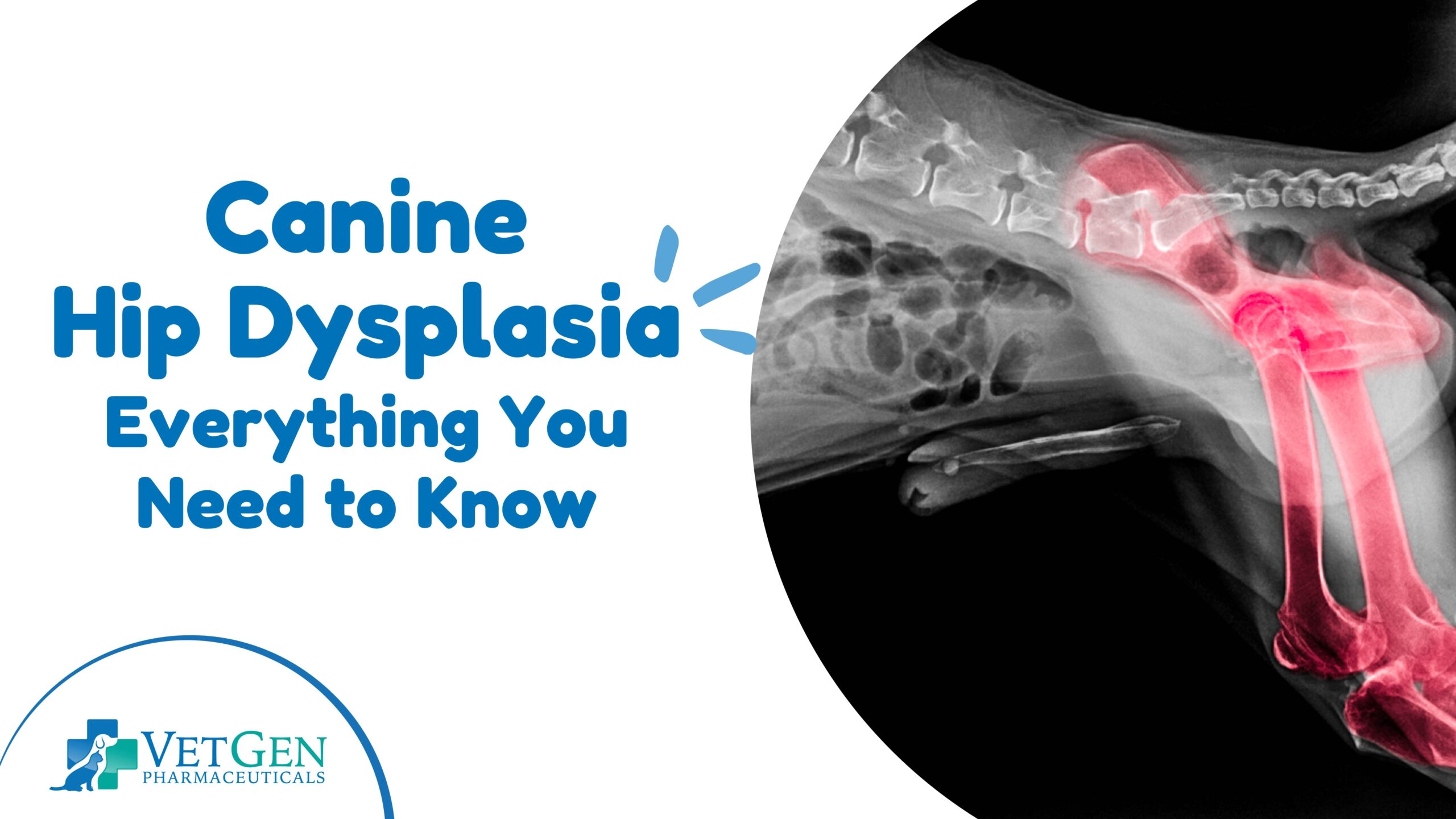 B_Canine Hip Dysplasia – Everything You Need to Know