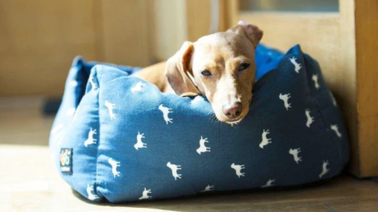 Hip and Joint Supplements for dogs