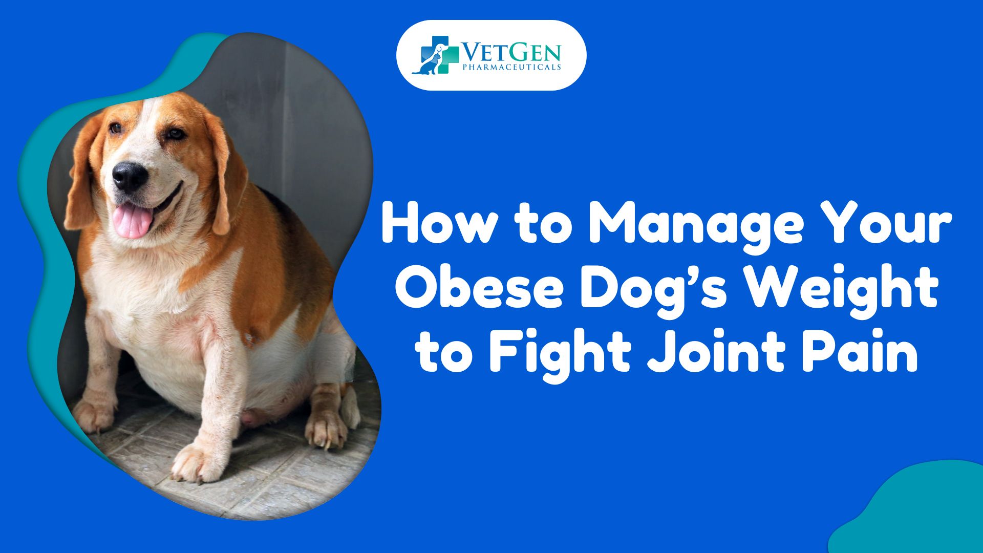 Is Your Dog Obese? Managing Your Pet’s Weight to Fight Joint Pain