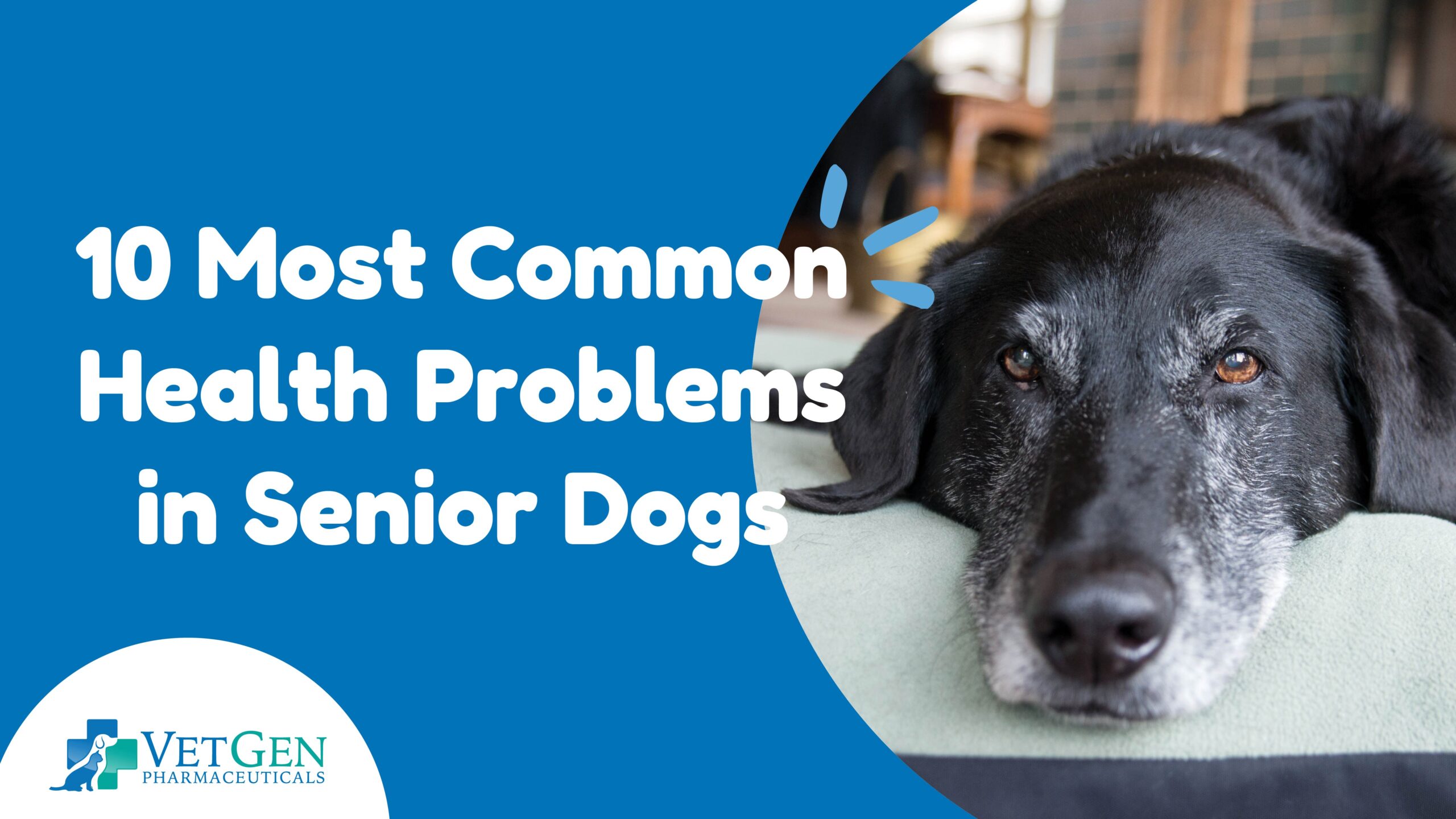 B_10 Most Common Health Problems in Senior Dogs