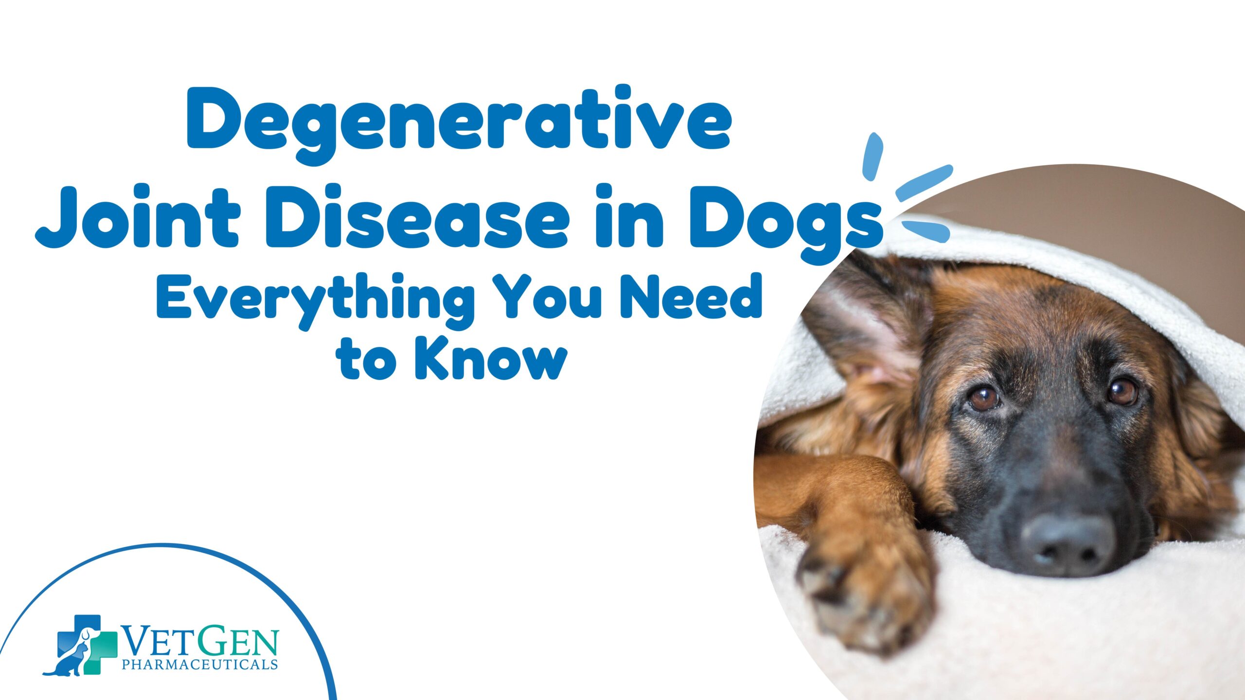 B_Degenerative Joint Disease in Dogs – Everything You Need to Know