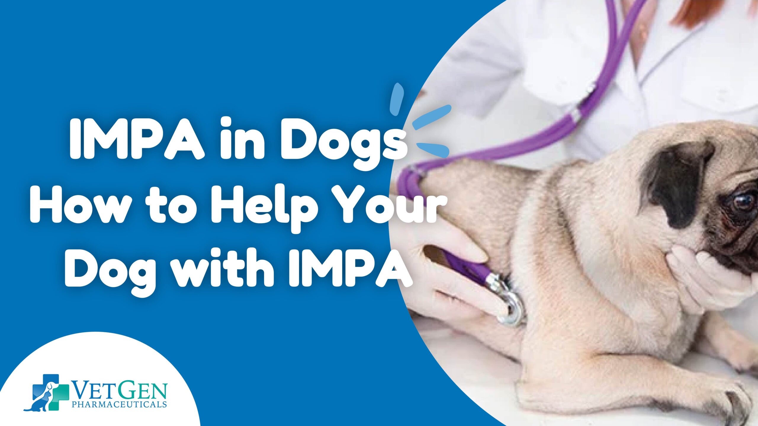 IMPA in Dogs How to Help Your Dog with IMPA