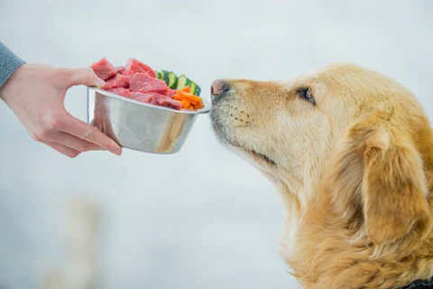 Change Your Dog’s Food