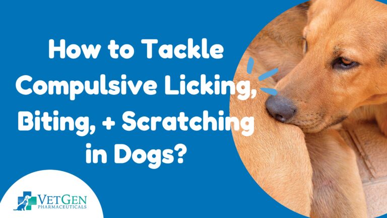 How to Tackle Compulsive Licking Biting + Scratching in Dogs