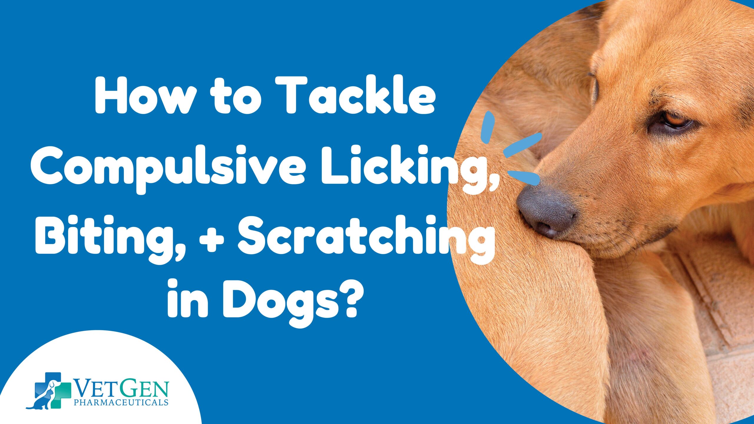 How to Tackle Compulsive Licking Biting + Scratching in Dogs