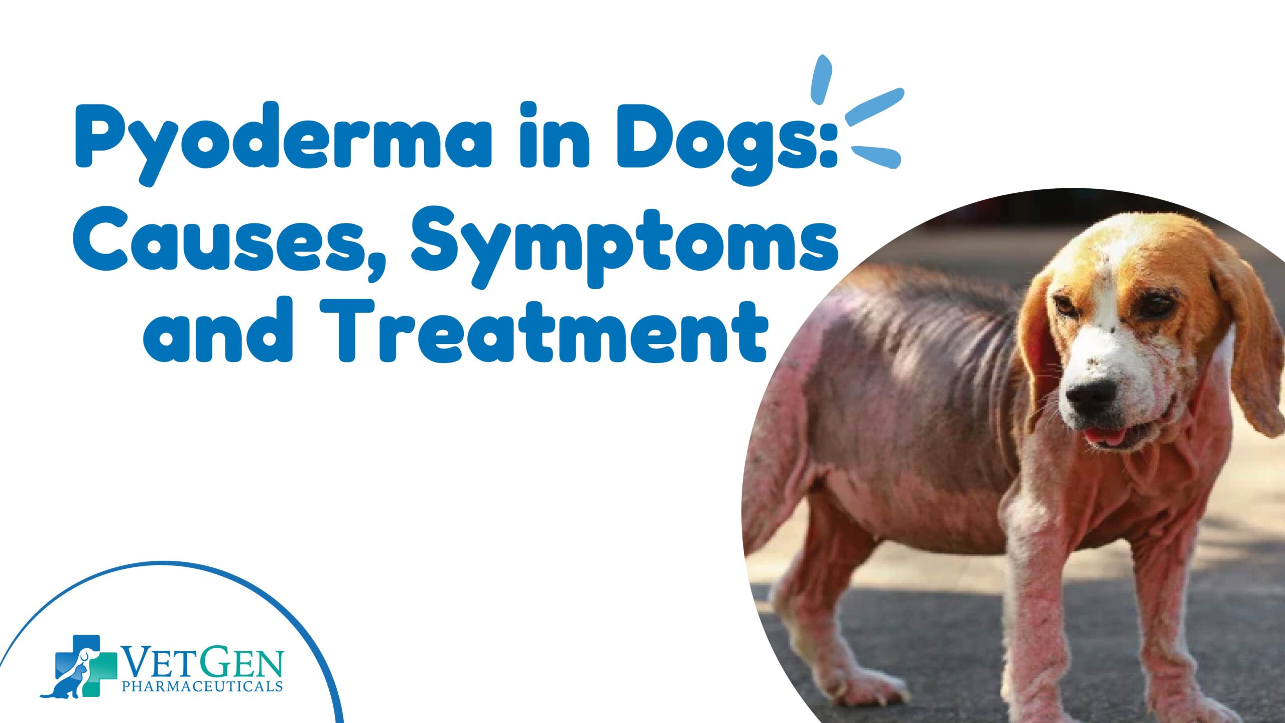 Pyoderma in Dogs- Causes, Symptoms & Treatment