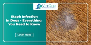 Staph-Infection-in-Dogs-Everything-You-Need-to-Know