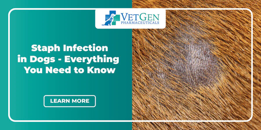 Staph-Infection-in-Dogs-Everything-You-Need-to-Know