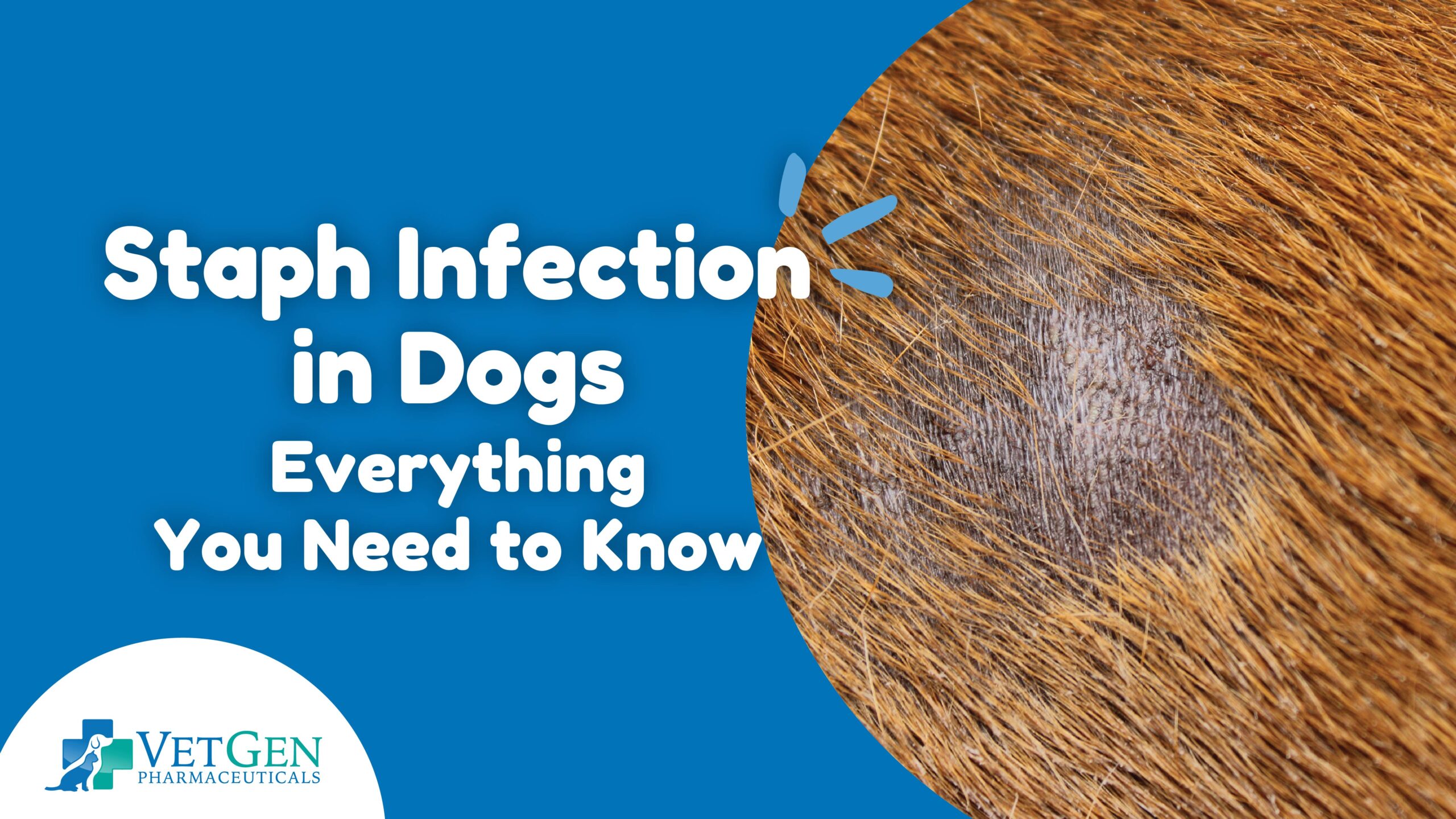Staph Infection in Dogs – Everything You Need to Know
