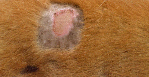 What-is-staph-infection-in-dogs