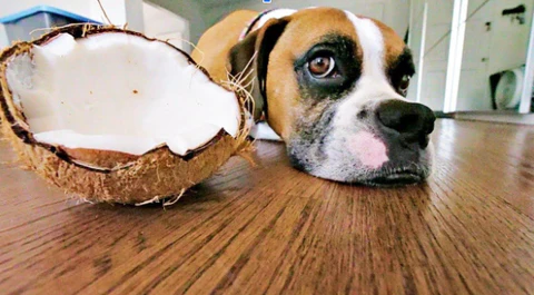 15 Healthiest Human Foods - Coconut