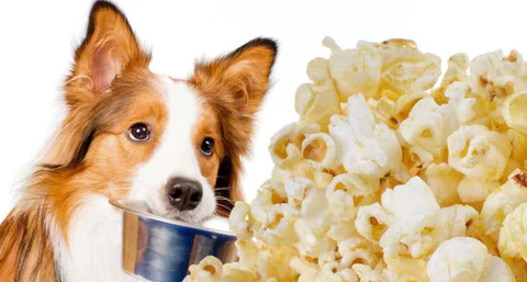 15 Healthiest Human Foods - Popcorn