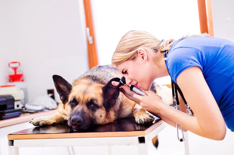 Caring for German Shepherd Ears