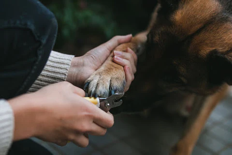 Caring for German Shepherd Nails