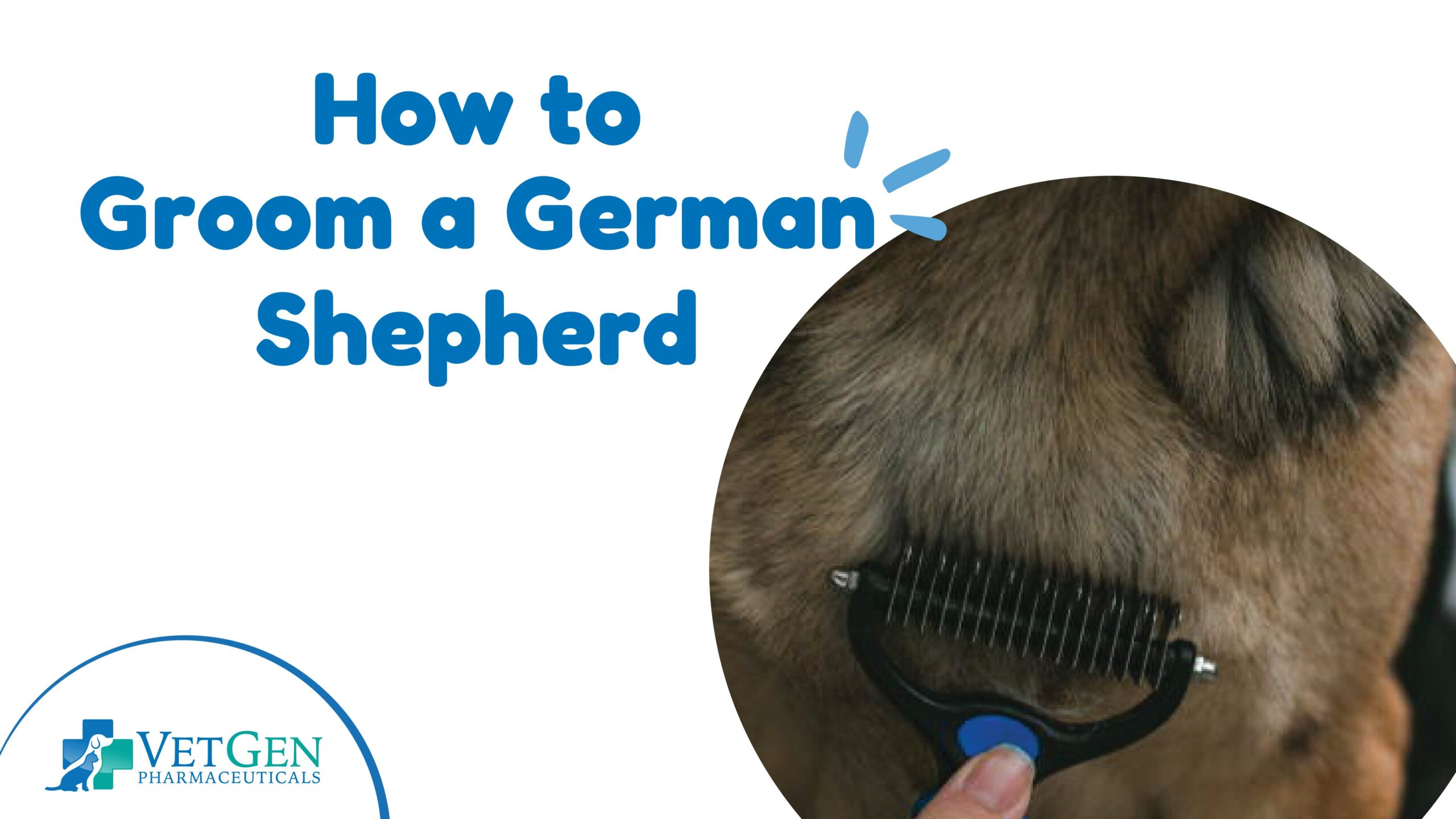 How to Groom a German Shepherd