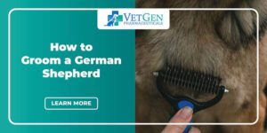 How to Groom a German Shepherd_