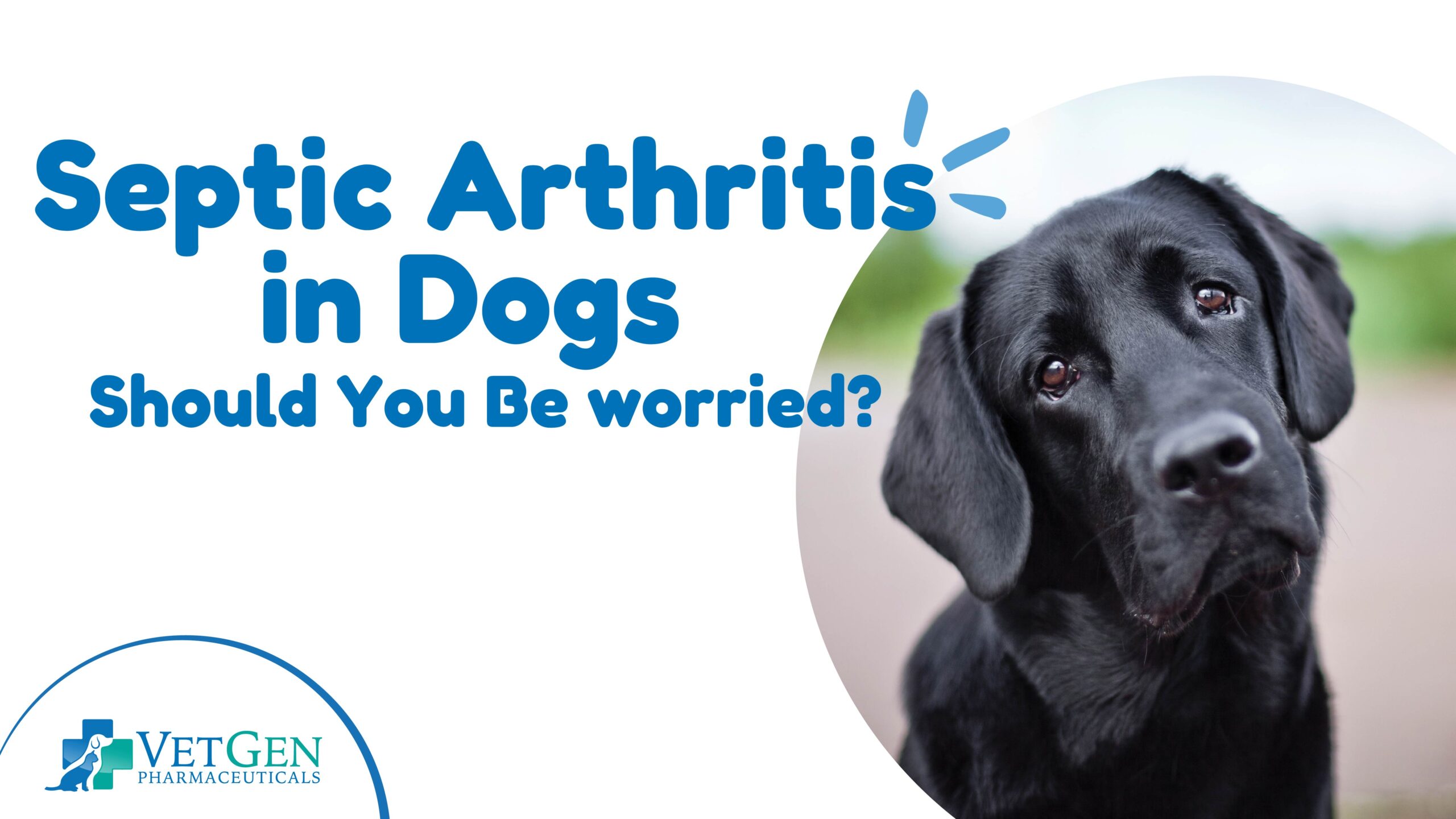 Septic Arthritis in Dogs – Should You Be worried