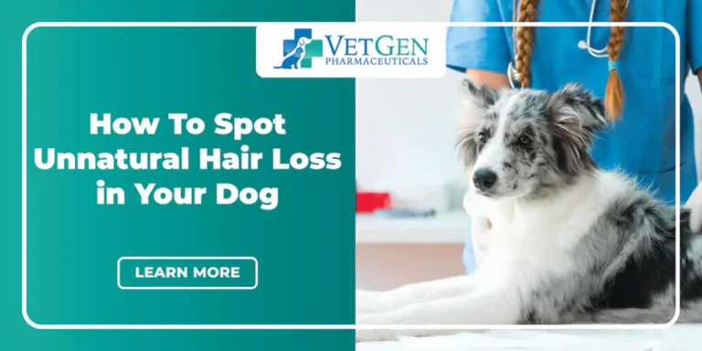 How-To-Spot-Unnatural-Hair-Loss-in-Your-Dog