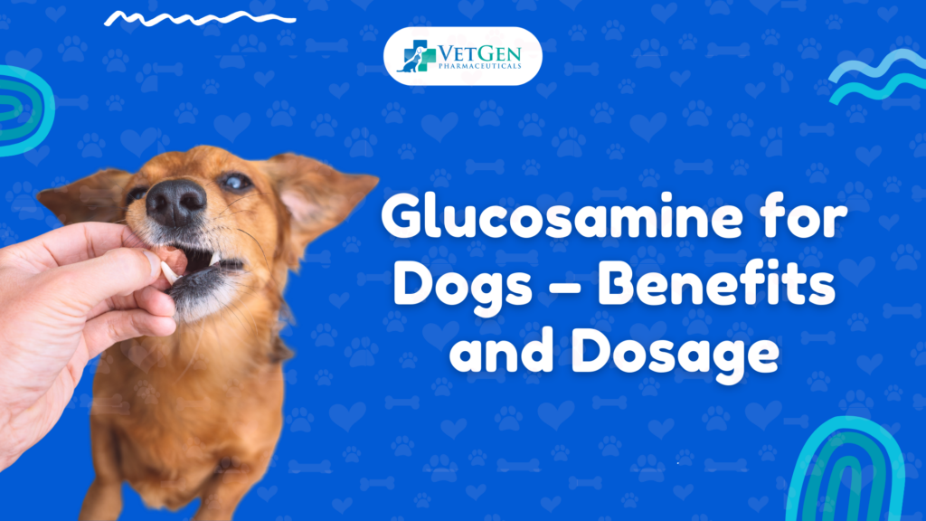 Glucosamine for Dogs – Benefits and Dosage