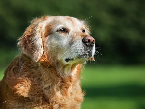 Improve Well-Being and Cartilage Production in Aging Dogs