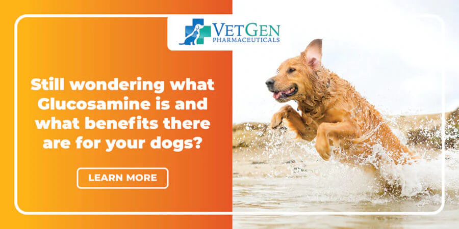 Still wondering what Glucosamine is and what benefits there are for your dogs