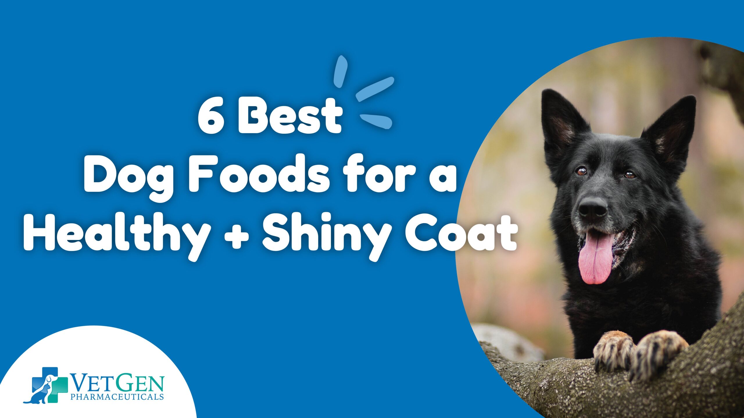 6 Best Dog Foods for a Healthy and Shiny Coat