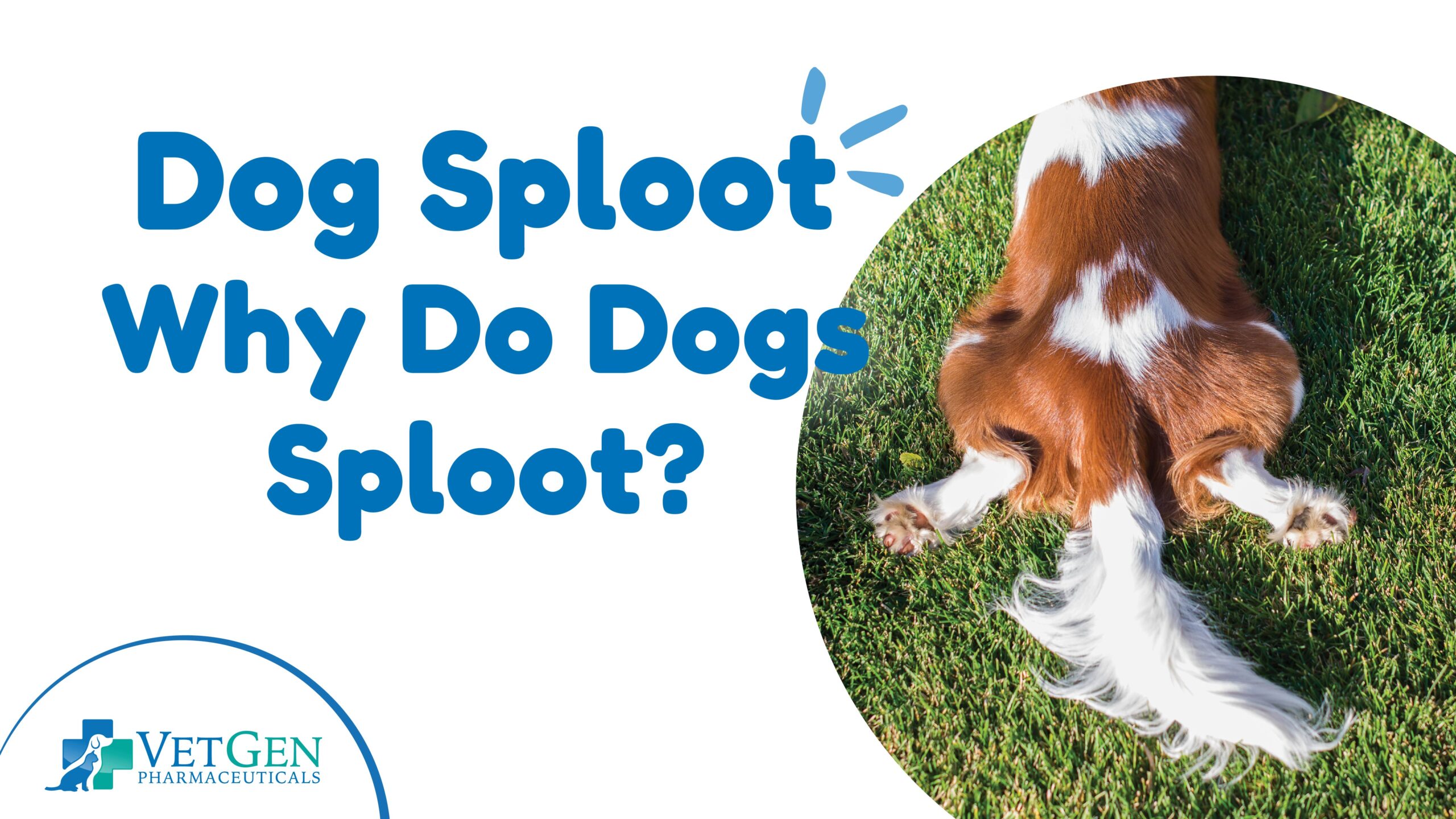 Dog Sploot – Why Do Dogs Sploot