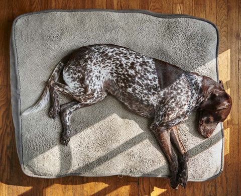 Mattress Beds for dogs