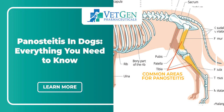 Panosteitis In Dogs - Everything You Need to Know