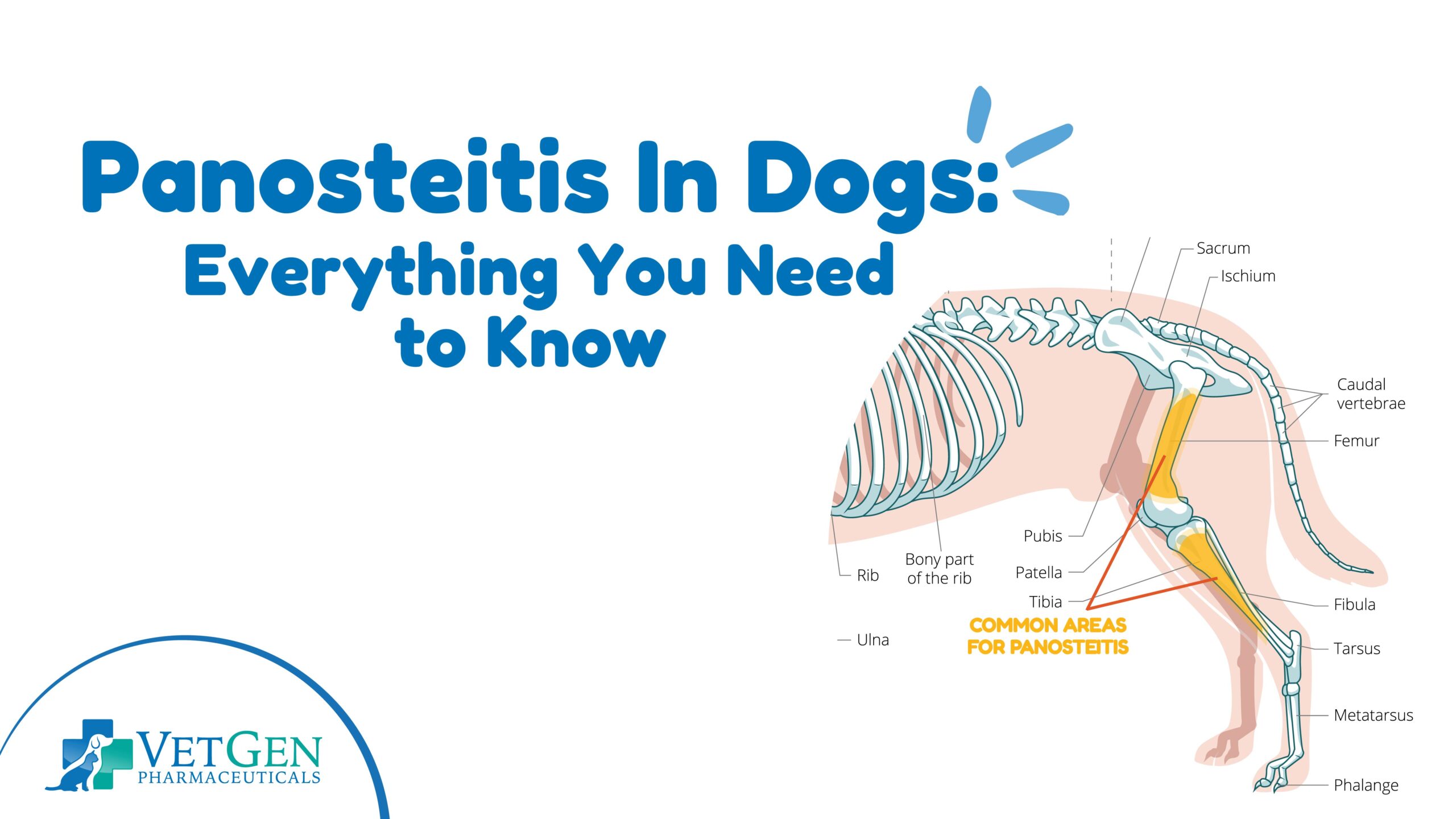 Panosteitis In Dogs – Everything You Need to Know