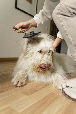 Slicker Brush for dog