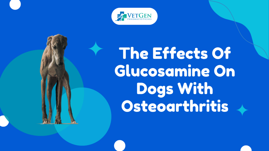 The Effects Of Glucosamine On Dogs With Osteoarthritis