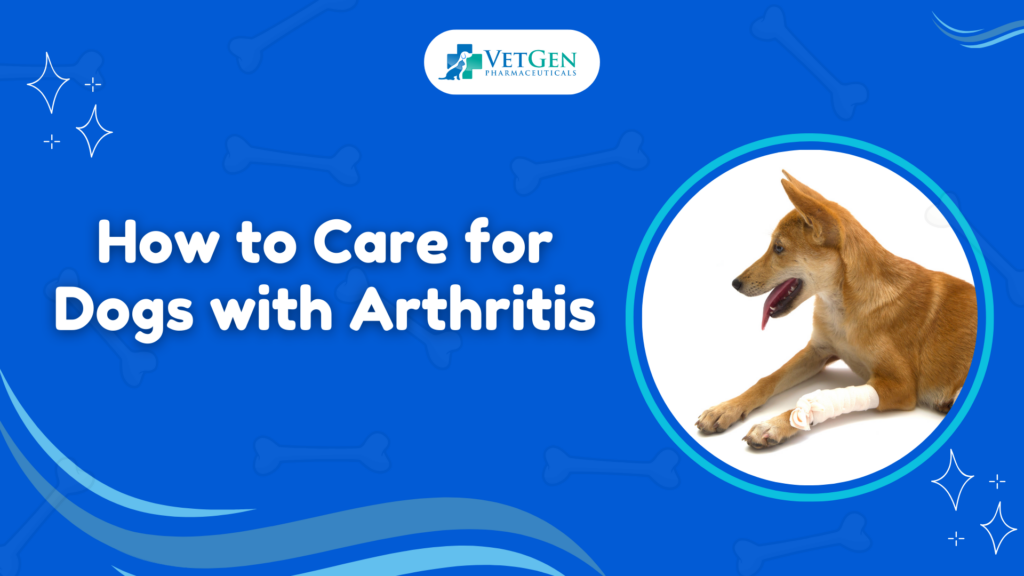 How to Care for Dogs with Arthritis