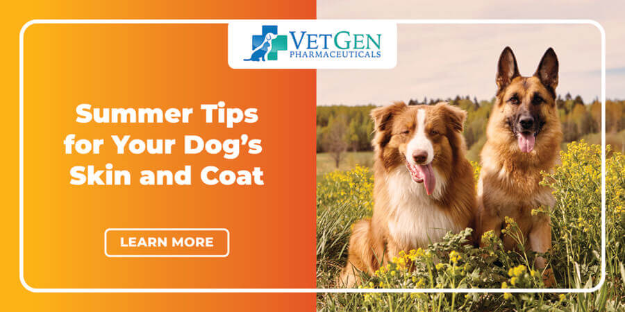 Summer Tips For Dog’s Skin And Coat