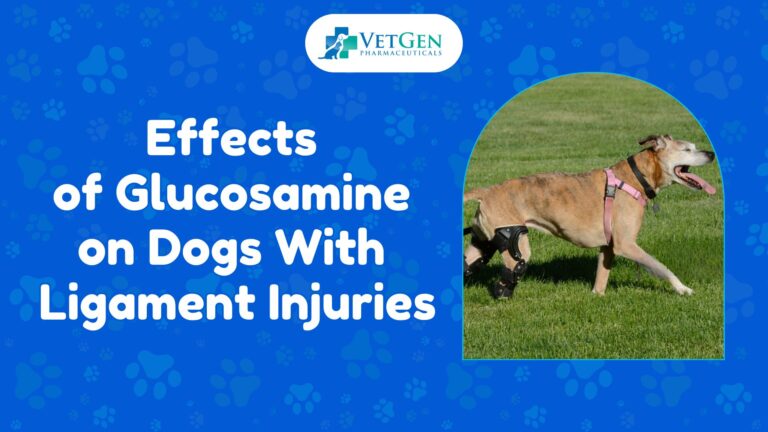 Effects of Glucosamine on Dogs With Ligament Injuries